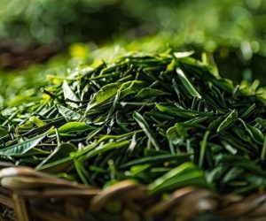 Vì sao người sành trà luôn tìm đến trà cổ thụ?