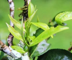 Khi trà không chỉ để uống, mà để cảm nhận linh hồn núi rừng