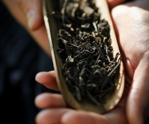 Trà cổ thụ – Hành trình đánh thức tinh hoa trăm năm